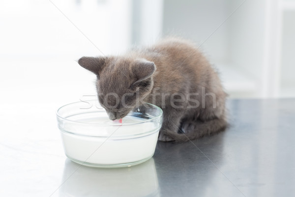 Foto stock: Gatinho · potável · leite · tigela · bonitinho · tabela