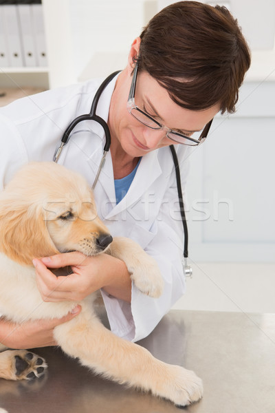 Veterinario examinar cute perro médicos oficina Foto stock © wavebreak_media