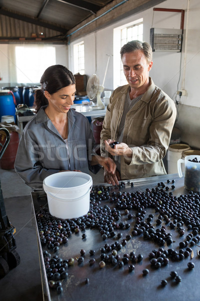 Workers checking a harvested olives in factory Stock photo © wavebreak_media