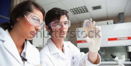 Foto stock: Concentrarse · ciencia · estudiantes · mirando · plato · laboratorio