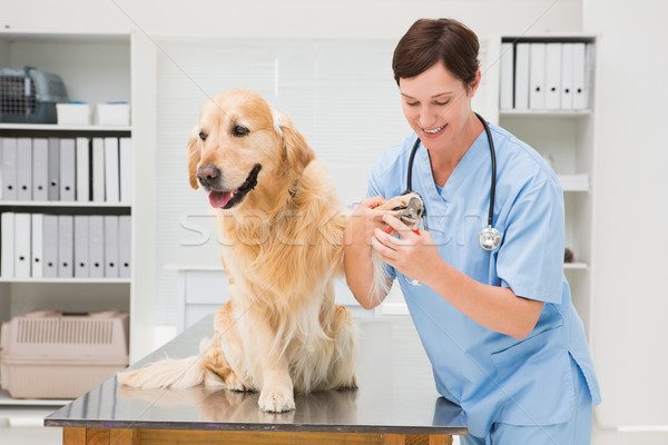 Vet using nail clipper on a dog Stock photo © wavebreak_media
