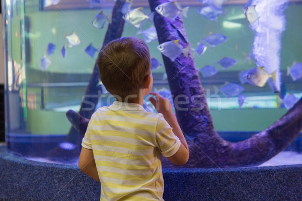 Stockfoto: Cute · jongen · naar · vis · tank · aquarium