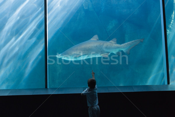 Pequeño nino mirando peces tanque acuario Foto stock © wavebreak_media