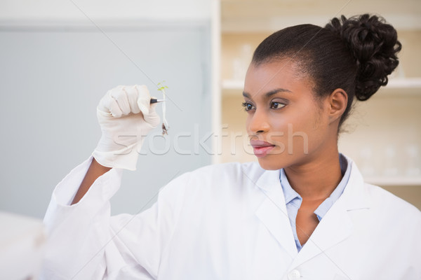 Tudós néz orvosi technológia tudomány laboratórium Stock fotó © wavebreak_media