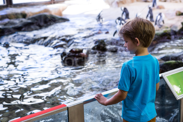 Jeune homme regarder rivière aquarium nature enfant [[stock_photo]] © wavebreak_media