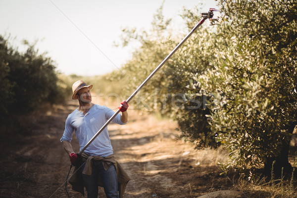 Man using rake for plucking olives at farm on sunny day Stock photo © wavebreak_media