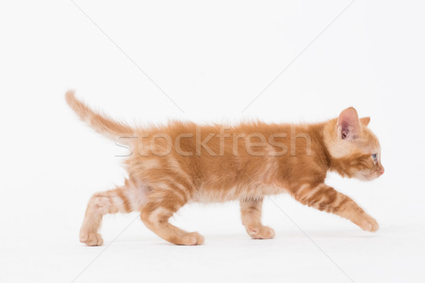 Cat walking over white background Stock photo © wavebreak_media