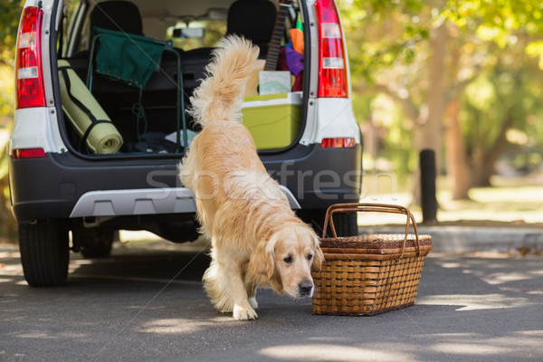 Domestic dog in car trunk Stock photo © wavebreak_media