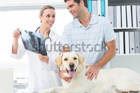 Foto stock: Sonriendo · veterinario · examinar · perro · propietario · médicos