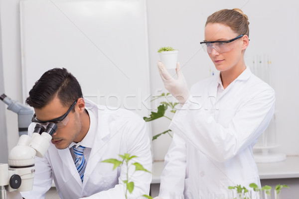 Wetenschappers onderzoeken planten laboratorium vrouw college Stockfoto © wavebreak_media