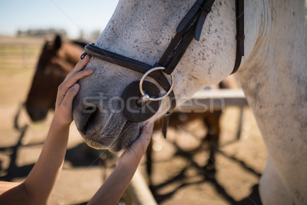 Hand caressing white horses mouth Stock photo © wavebreak_media