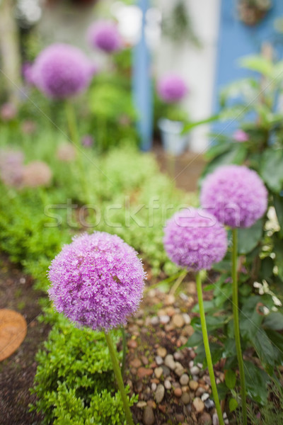 Fioletowy kwiaty rozwój ogród lata roślin Zdjęcia stock © wavebreak_media