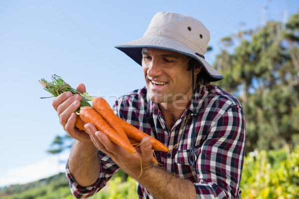 Farmer holding harvested carrots in field Stock photo © wavebreak_media