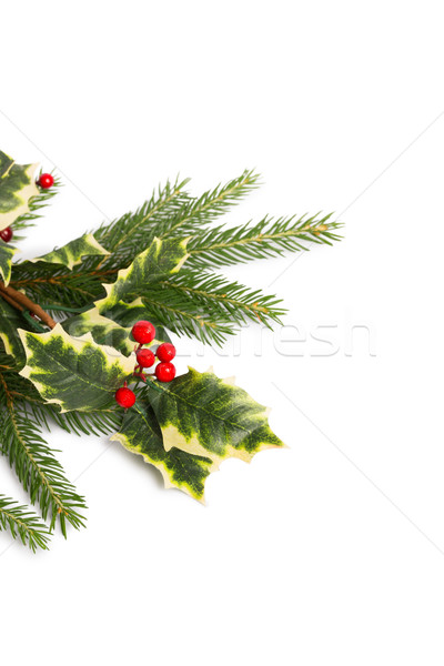 Stock photo: Holly and fir tree branches