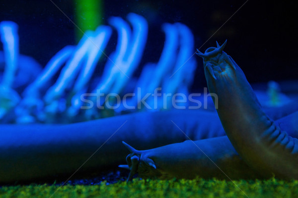 Sea slug in a darkest tank  Stock photo © wavebreak_media