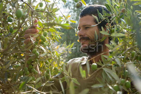 Farmer checking a tree of olive Stock photo © wavebreak_media