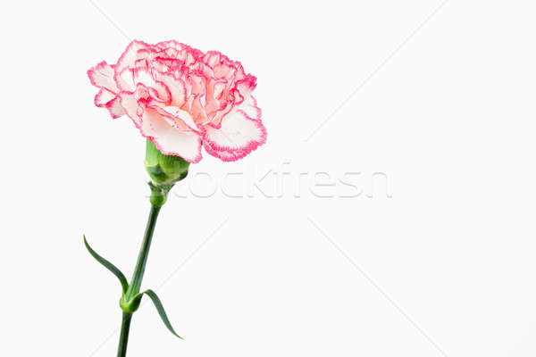 白 粉紅色 康乃馨 背景 醫藥 放鬆 商業照片 © wavebreak_media