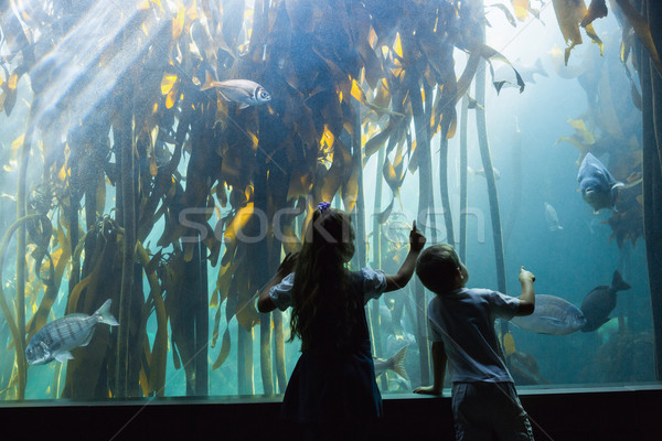 Peu regarder poissons réservoir aquarium [[stock_photo]] © wavebreak_media