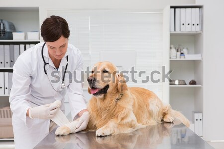 Sonriendo veterinario examinar labrador oficina mujer Foto stock © wavebreak_media