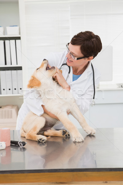 Veterinarian examining a cute dog Stock photo © wavebreak_media