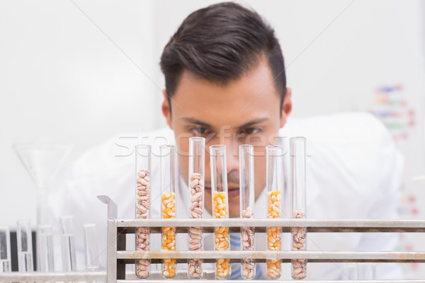 Scientist looking at tubes of corn and kernel  Stock photo © wavebreak_media