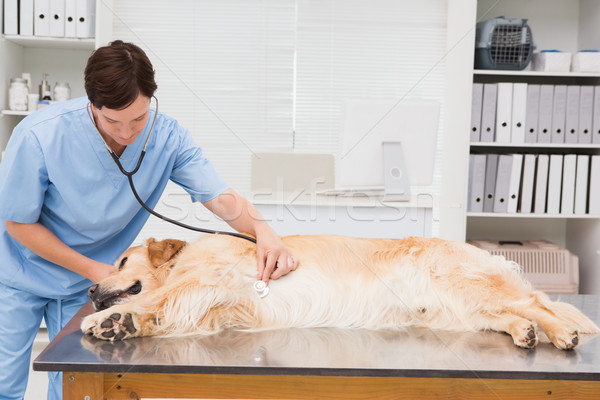 ストックフォト: 獣医 · 調べる · かわいい · 犬 · 医療 · オフィス