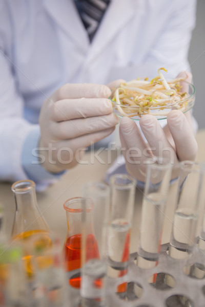Scientist examining seeds of soya  Stock photo © wavebreak_media