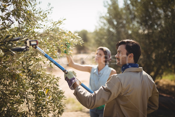 Man using olive rake with girlfriend at farm Stock photo © wavebreak_media