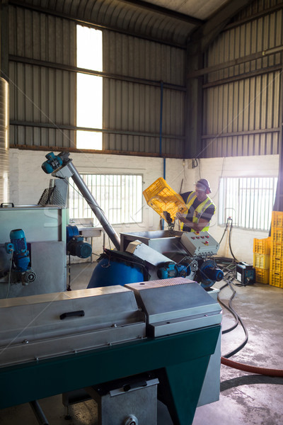 Worker putting harvested olive in machine Stock photo © wavebreak_media