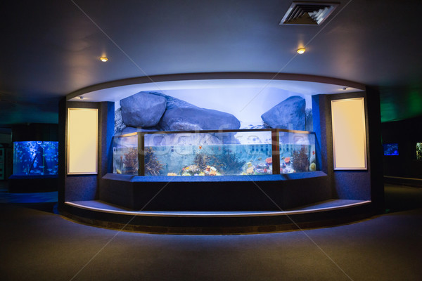 Up poissons réservoir aquarium mer bleu [[stock_photo]] © wavebreak_media
