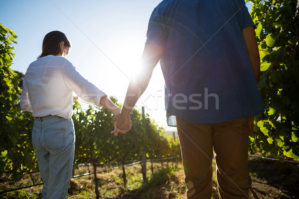 Low angle rear view of couple holding hands at vineyard Stock photo © wavebreak_media