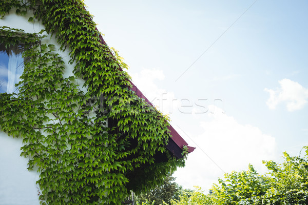 Creepers plants on a house Stock photo © wavebreak_media