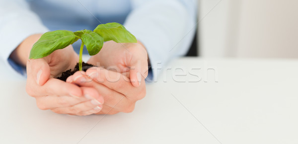 Stock photo: Woman holding a little plant in her hands