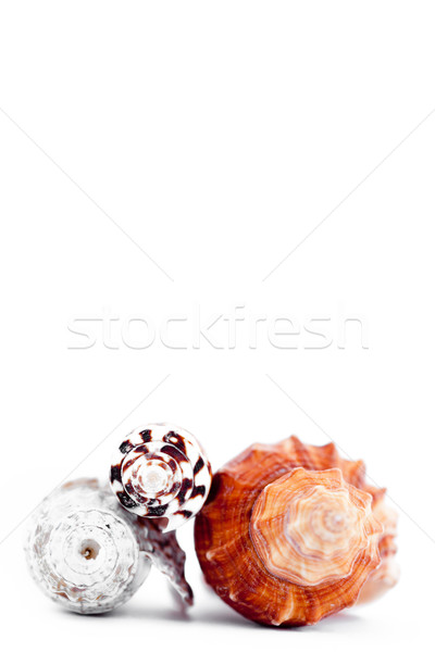 Three shellfishes piled up against a white background Stock photo © wavebreak_media