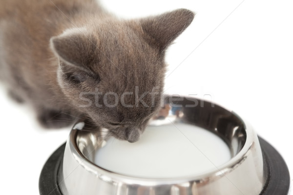 Grijs kitten drinken omhoog melk kom Stockfoto © wavebreak_media