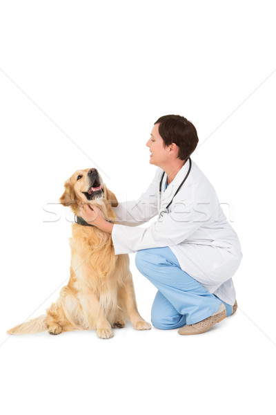 Veterinarian crouching with a dog  Stock photo © wavebreak_media