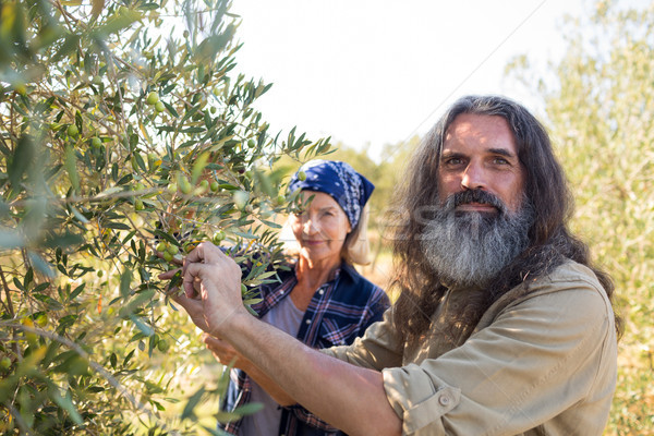 Portrait of confident couple harvesting olives Stock photo © wavebreak_media