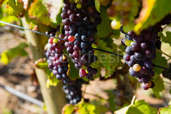 Ripe grapes in vineyard Stock photo © wavebreak_media