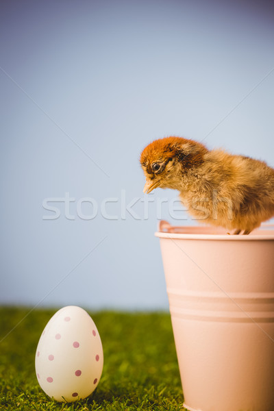 Stuffed chick in pink bucket Stock photo © wavebreak_media
