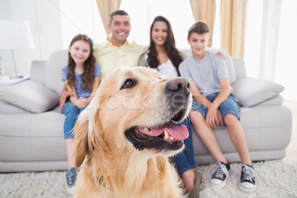 Foto d'archivio: Cane · seduta · casa · di · famiglia · primo · piano · casa · amore