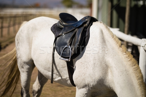 Foto stock: Caballos · comer · hierba · rancho · amor