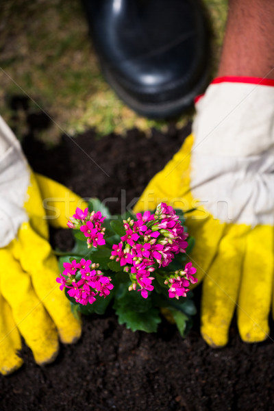 Cropped hands of person planting pink flowers Stock photo © wavebreak_media