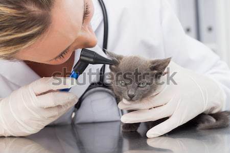 Woman vet examining a cute puppy with a little girl Stock photo © wavebreak_media