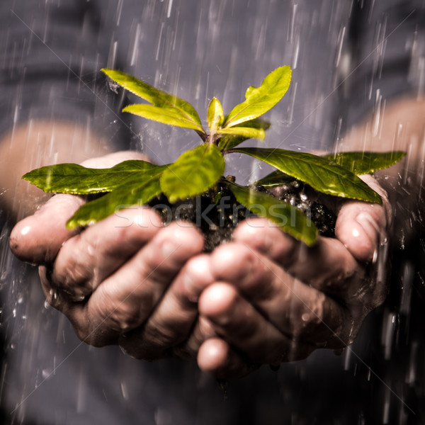 Close up of hands holding seedling in the rain Stock photo © wavebreak_media