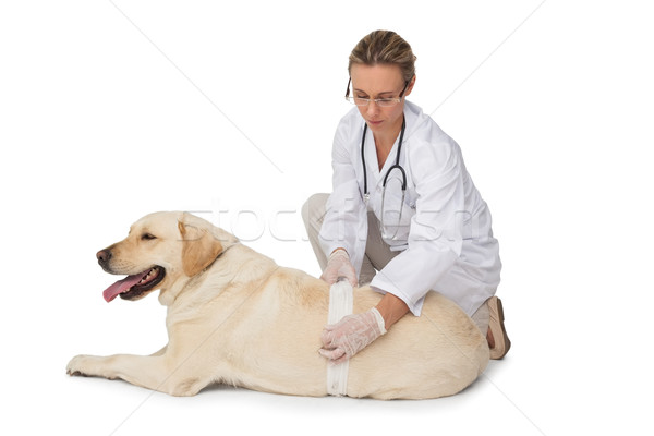 Veterinario amarillo labrador perro blanco mujer Foto stock © wavebreak_media
