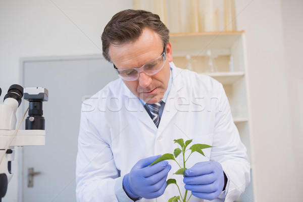 Scientist examining plants  Stock photo © wavebreak_media