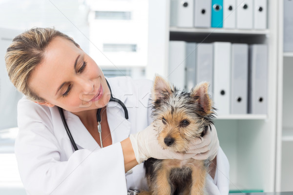 Veterinario examinar cachorro clínica femenino mujer Foto stock © wavebreak_media