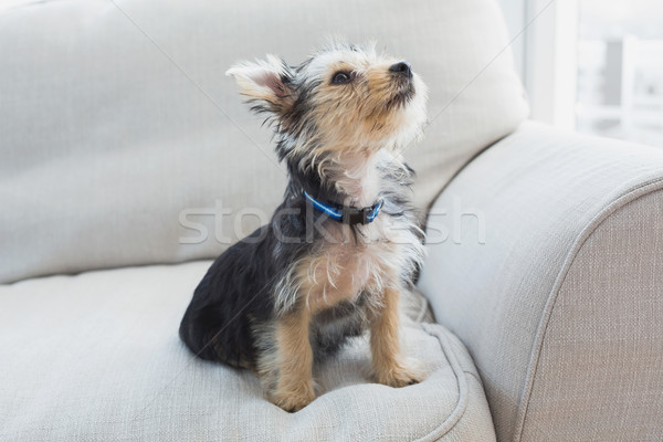 Yorkshire terrier sesión sofá casa salón Foto stock © wavebreak_media