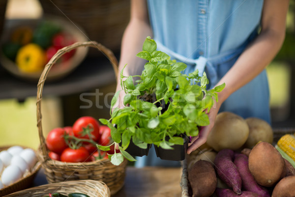 Mid section of woman holding leaf vegetable Stock photo © wavebreak_media