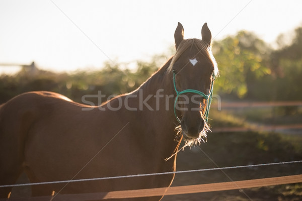 Portrait brun cheval permanent grange [[stock_photo]] © wavebreak_media